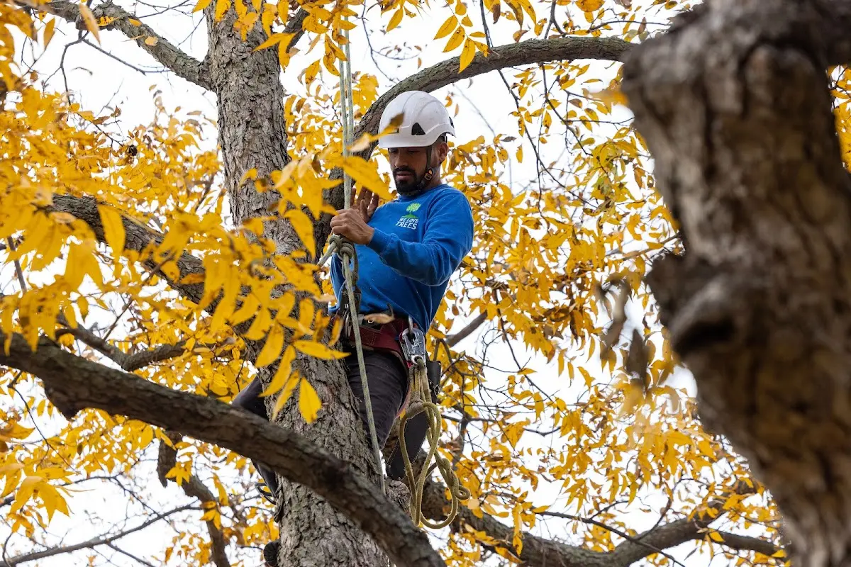 Skilled Storm Damage Cleanup crew working in Seward
